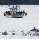 &#39;제주엔 남방큰돌고래가 산다&#39;…제주 앞바다에 나타난 남방큰돌고래 이미지