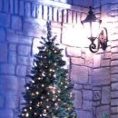 탄넨바움 이미지