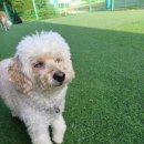 공감애견학교 유치원,호텔 이미지