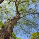 남면 삼용리 주엽나무 이미지