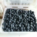 송암농장(1) Daum카페