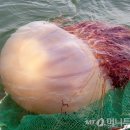 해파리 - 수영구 남천바다로33번길 72 | 해파리