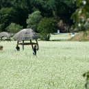 봉평메밀 이미지