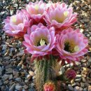 천진낭만 이미지