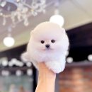 하남강아지 | 하남강아지분양 새끼 강아지 입양 후기