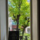 파스타지아니 | [서울/압구정로데오맛집] 브런치 카페 분위기 맛집 '티드 툴레아'