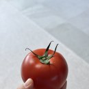 춘식농장 | 무농약 토마토 추천, 봄춘농장 토마토 후기