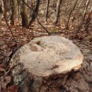 그루터기 이미지