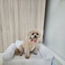 멍빨털빨 이미지