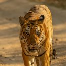 호랑이네 이미지