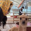 교촌목장 이미지