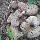 신철원주유소뒤 | 오지산행후기(618차) 강원도 북쪽 능이버섯 산행(세 번째, 2018.09.29(토))