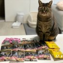 레오나르도 | 레오나르도 순수 생육 고양이 사료 급여 후기