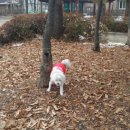 이리오개 이미지