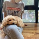 댕댕나라