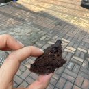 분당 빵지순례 건강빵 사워도우 호밀빵 | 럭키밀 50% 할인 리퍼럴 코드 추천코드 할인쿠폰 사용법 후기...