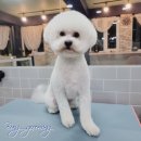 봉 그루밍 이미지