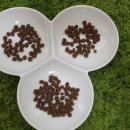 카니코리아 이미지