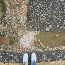 건강하자약국 | 사마귀 냉동치료 후기 가격, 아이 발바닥(족부)와 무릎 각각 받았어요.