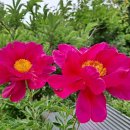 안서농장 이미지