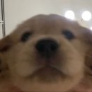 쌀강아지 이미지