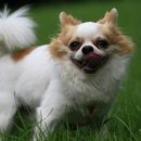 팻 빌리지 이미지