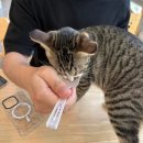 스테이874 | 광주 월계동 첨단 힐링 데이트코스, 냥스테이 고양이카페