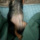 메이플 동물의료센터 이미지