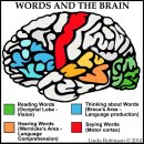 전두엽 개선훈련 59. 언어는 뇌전체가 관여하지만 용어선택과 말투기법은 전두엽영역! 이미지