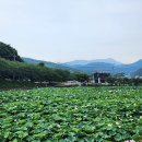 연밭 | 부산해바라기 만개한 가족나들이 인생샷 명소 곰내연밭 후기 2026 07 17