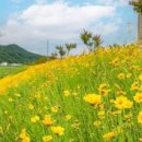 들꽃 - 광진구 면목로 99 | 들꽃