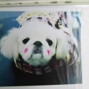 더샵 동물병원 이미지