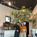 제주게스트하우스봄꽃 이미지