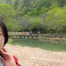 봄민박 | 문경새재 찻사발축제 갔다가, 이쁜 봄꽃만 보고 왔어요. "봄꽃향기축제" 24시간의 여행