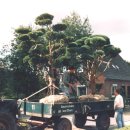 워터리 구주적송-Pinus sylvestris 'Watereri'(Watereri Scots Pine)-월터 구주 적송(Walter pine) 이미지