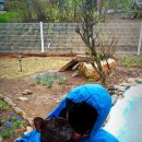 올리브언니