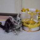 대구고양이분양 나비캣 이미지