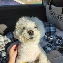 동물치과병원메이 이미지