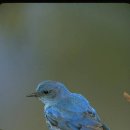 파랑새 이미지