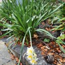 용두암 | 제주 용두암 후기｜제주공항 근처 가볼만한곳 (전설·주차·짧은 코스)