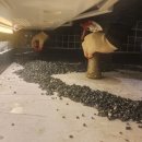 악쓰는하마 이미지