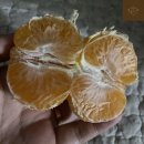 송당농산 귤맛집로그