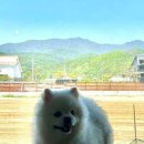 아라애견 - 중구 중앙길 74 | 아라애견