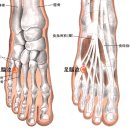 [臨泣穴][임읍혈] [足臨泣][족임읍] 이미지