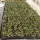 어상천시장 이미지