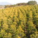 황금소나무 이미지