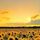 봉선화의원 이미지