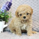 울산 제이앤독 애견샵 이미지