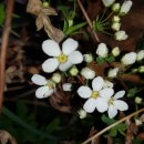 꽃피는산꼴 이미지