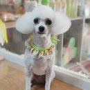 함안 애견샵 러블리펫 이미지